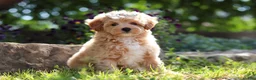 Maltipoo dogs for sale: Posie - Ad 1