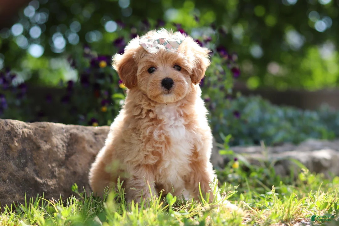 Maltipoo dogs for sale: Posie - Ad 1