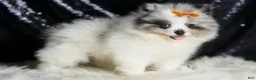 Pomeranian dogs for sale: Mr. Merle - Ad 5