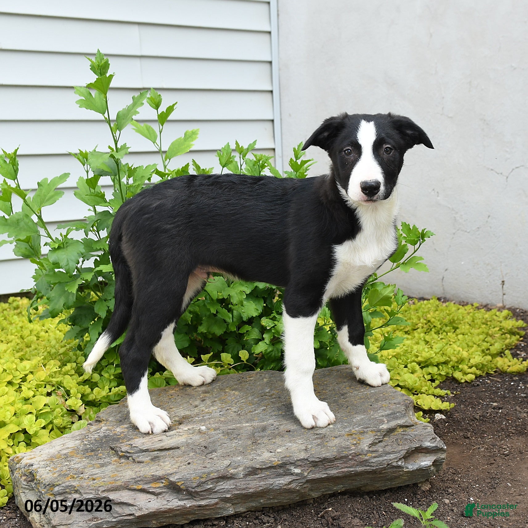 Border Collie dogs Hancock - Ad 2
