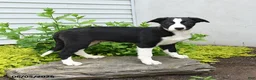 Border Collie dogs for sale: Hancock - Ad 2