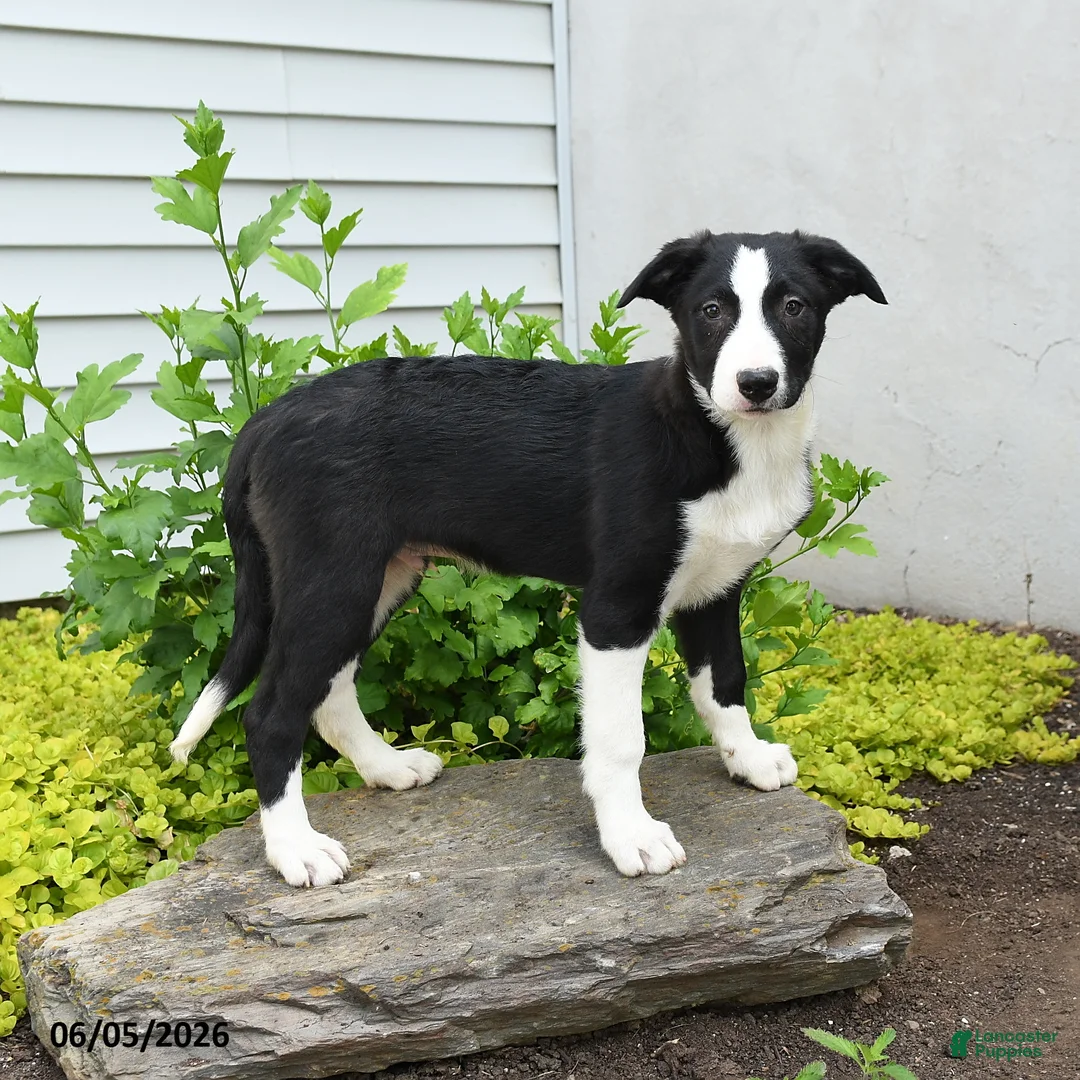 Border Collie dogs for sale: Hancock - Ad 2