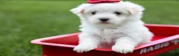 Maltese dogs for sale: MURPHY - Ad 18