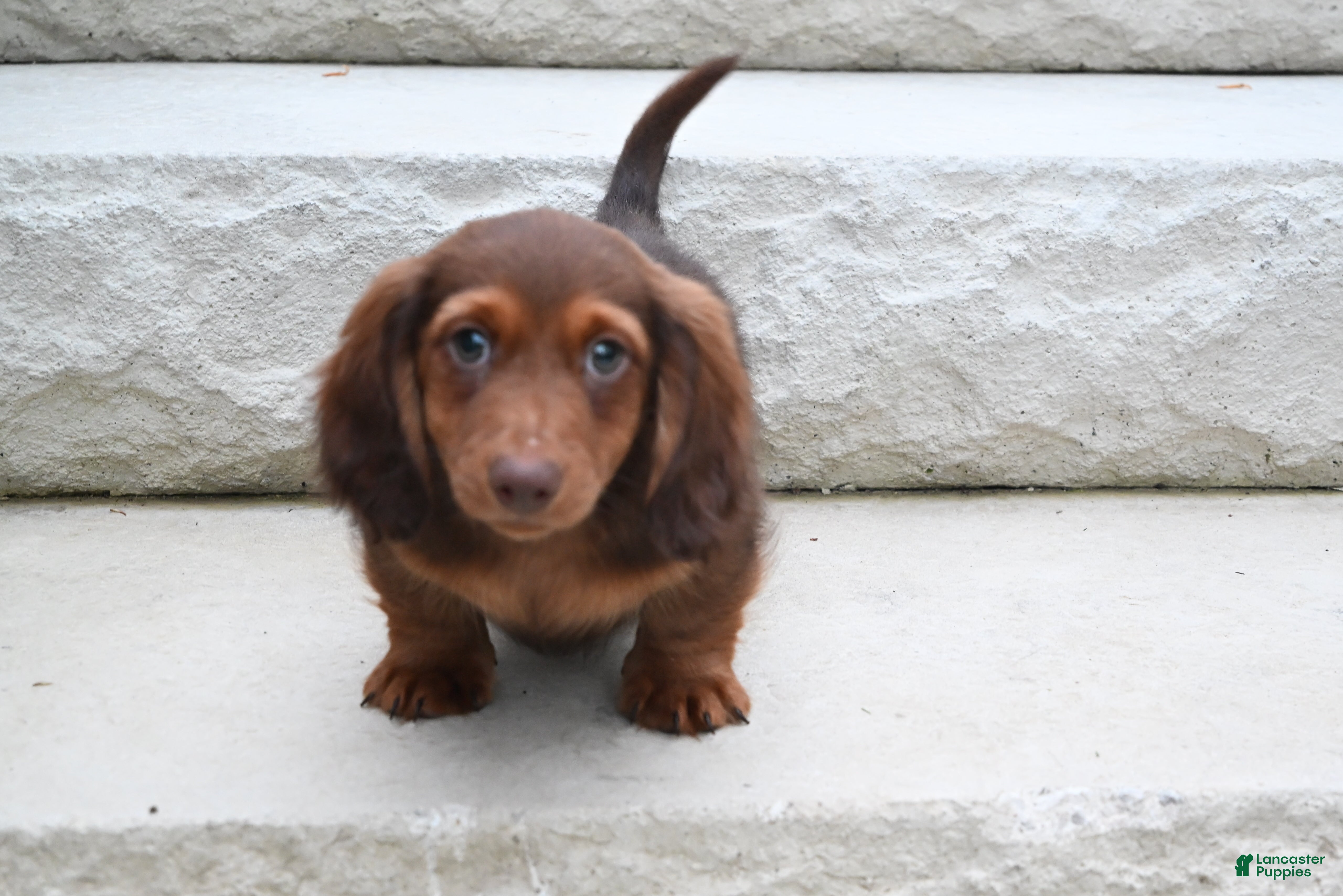 Miniature Dachshund dogs AKC Deon - Ad 2