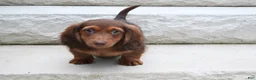 Miniature Dachshund dogs for sale: AKC Deon - Ad 2