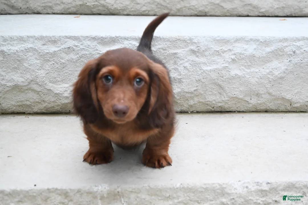 Miniature Dachshund dogs for sale: AKC Deon - Ad 2