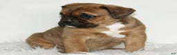 Mixed Breed dogs for sale: Duke  - Ad 2