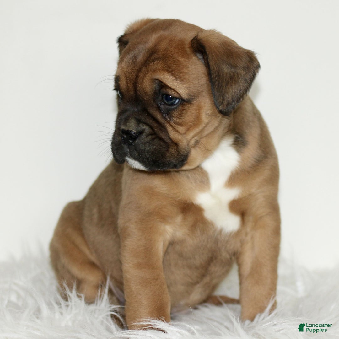 Mixed Breed dogs for sale: Duke  - Ad 2