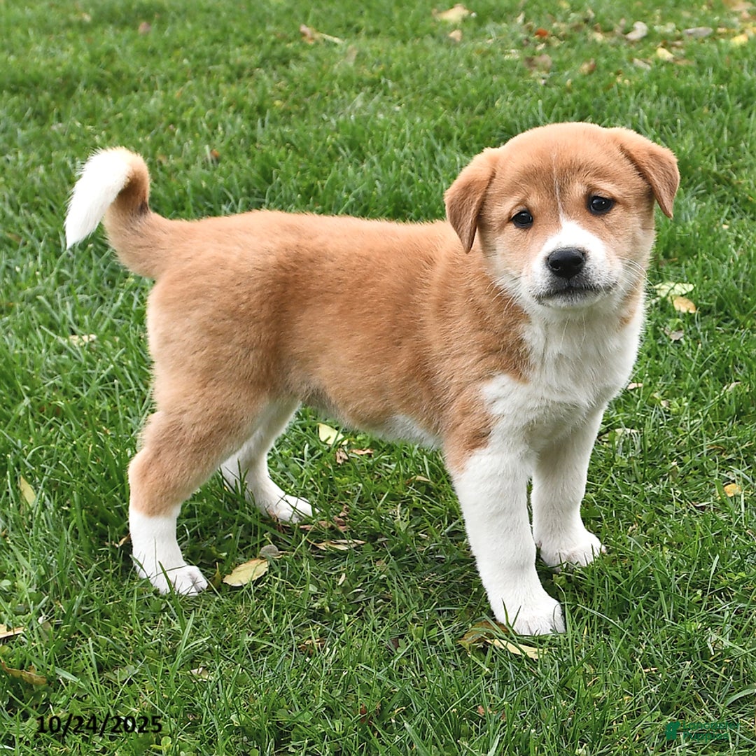 Special Shiba Inu Puppies for sale Lancaster Puppies