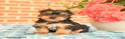Yorkshire Terrier dogs for sale: Lily - Ad 5