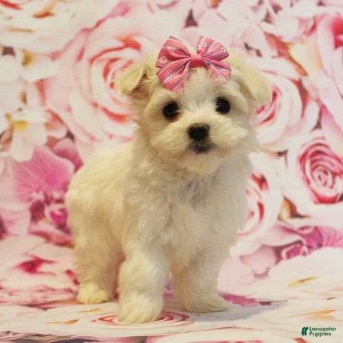 Maltese dogs Brooke - Ad 1