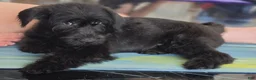 Mixed Breed dogs for sale: Murphy - Ad 3