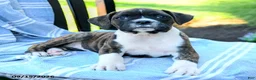 Boxer dogs for sale: Ophelia  - Ad 3