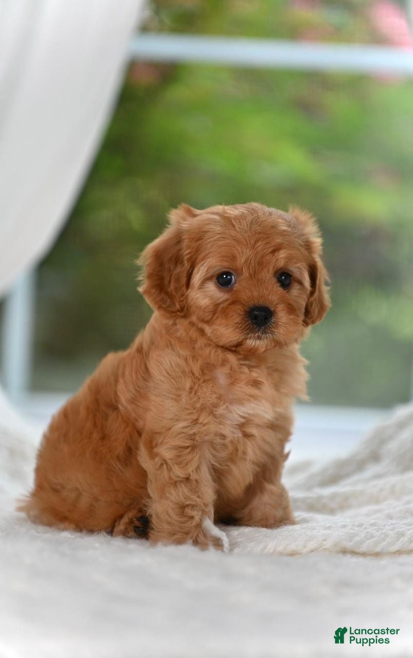 Cavapoo dogs Cavapoo 5 - Ad 1