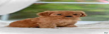Cavapoo 5