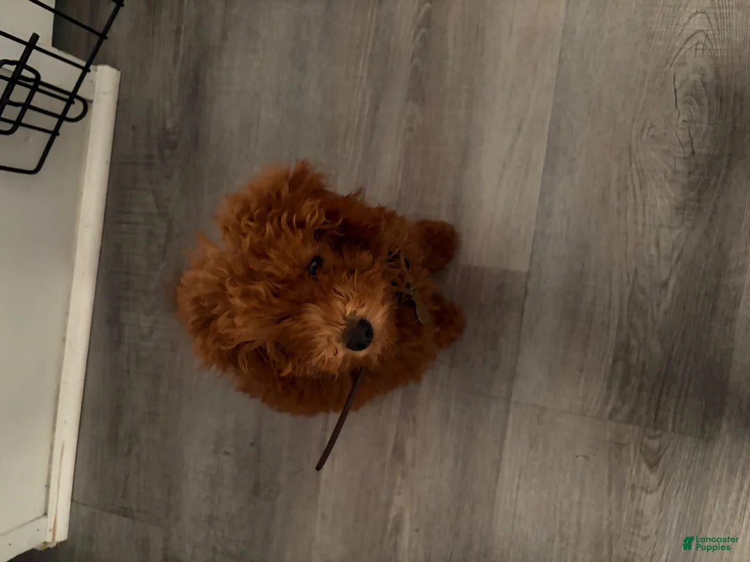 Mini Goldendoodle dogs for sale: Mini Goldendoodle 1 - Ad 2