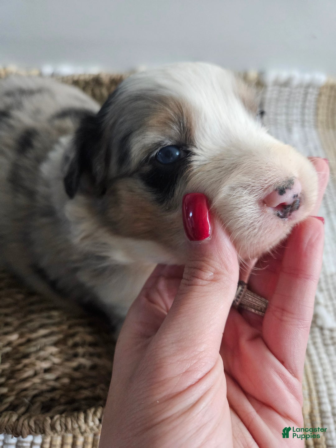 Australian Shepherd dogs for sale: Candy, blue eyes - Ad 3