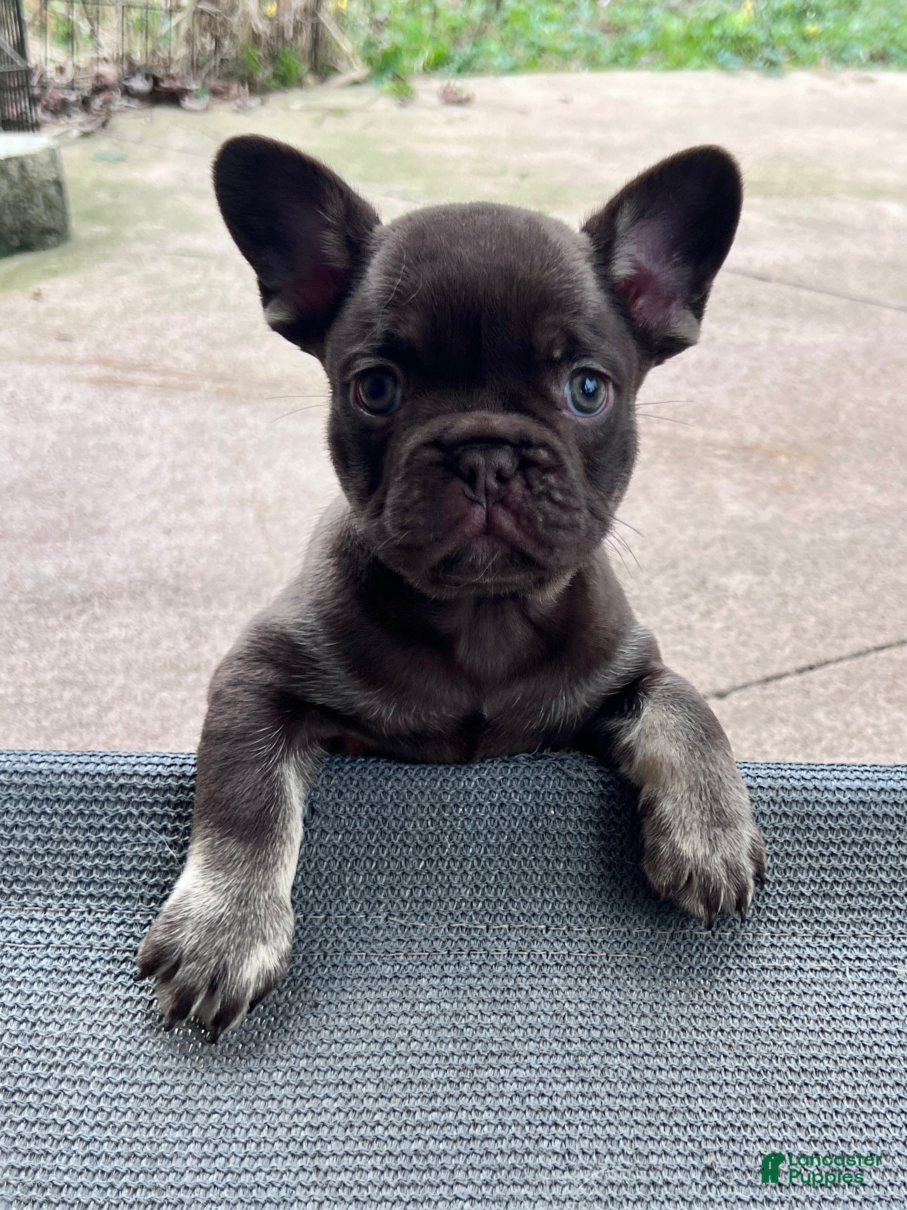 French Bulldog dogs Mocha - Ad 2