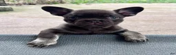French Bulldog dogs for sale: Mocha - Ad 2