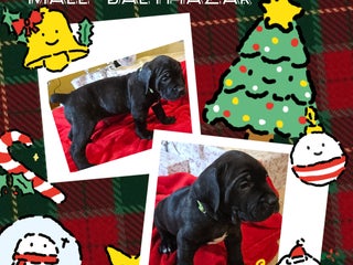 Cane Corso dogs Cane Corso Male Puppy Balthazar - Ad 34