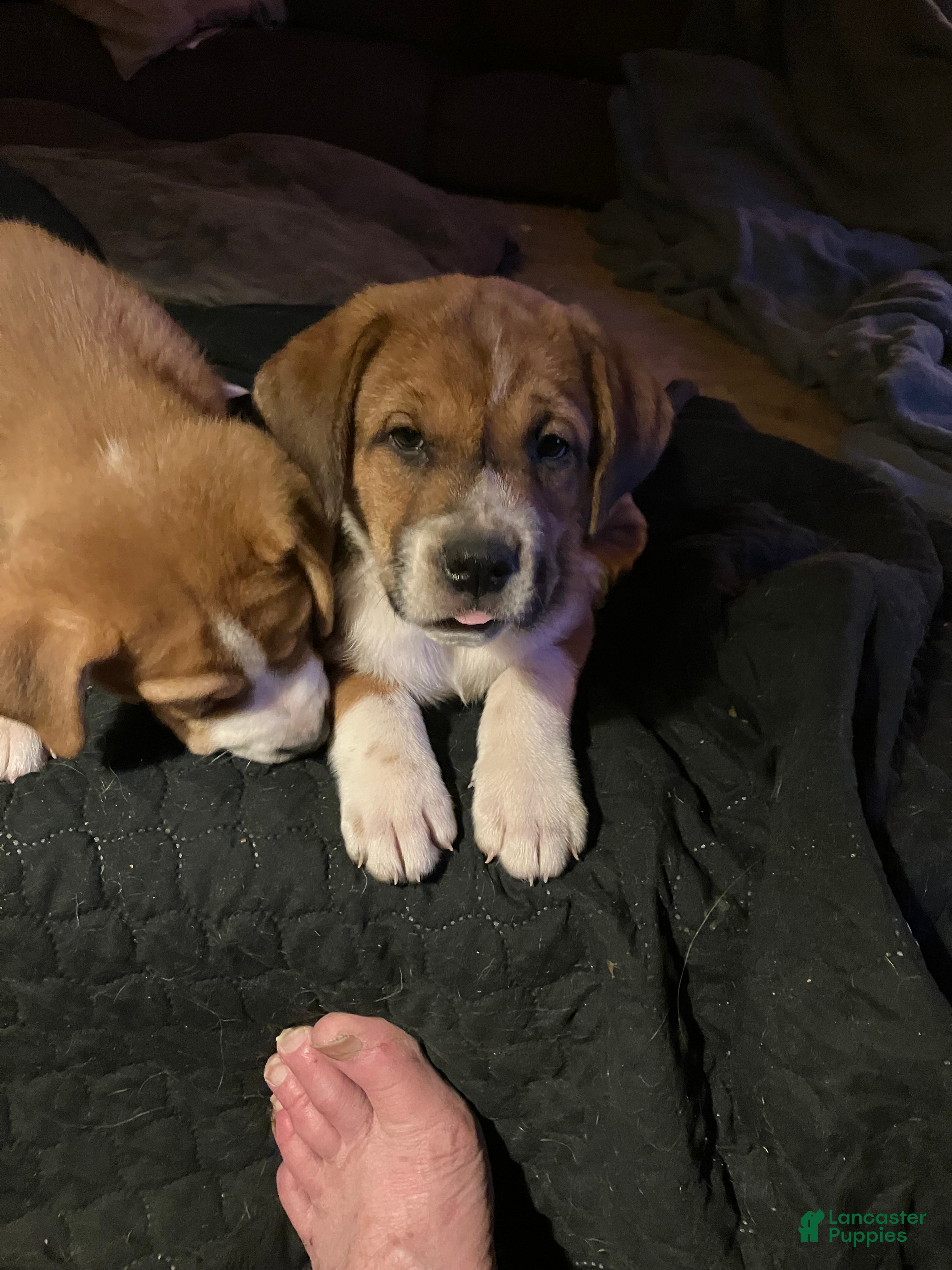 Mixed Breed dogs Mixed Breed Puppy 1 - Ad 29