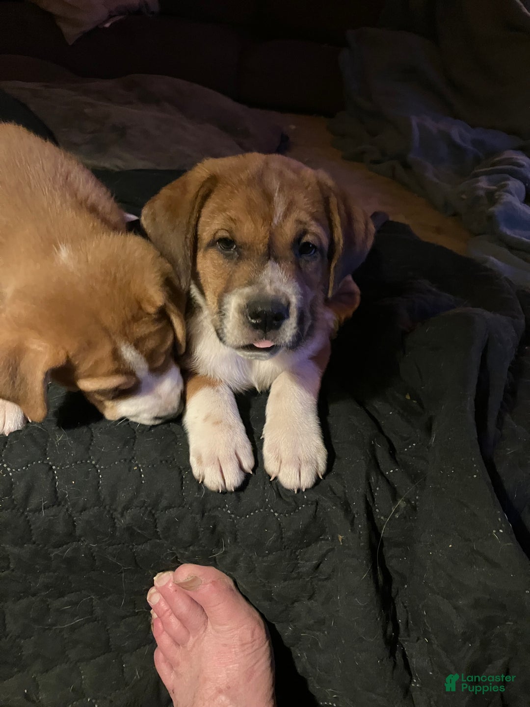 Mixed Breed dogs for sale: Mixed Breed Puppy 1 - Ad 1