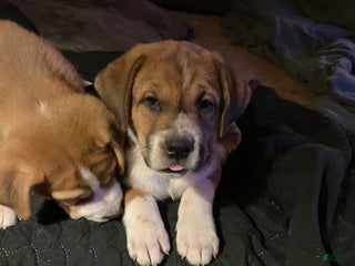 Mixed Breed dogs Mixed Breed Puppy 1 - Ad 17