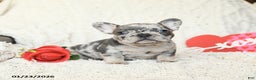 French Bulldog dogs for sale: Barkley - Ad 3