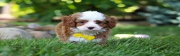 Cavapoo dogs for sale: Oliver - Ad 8