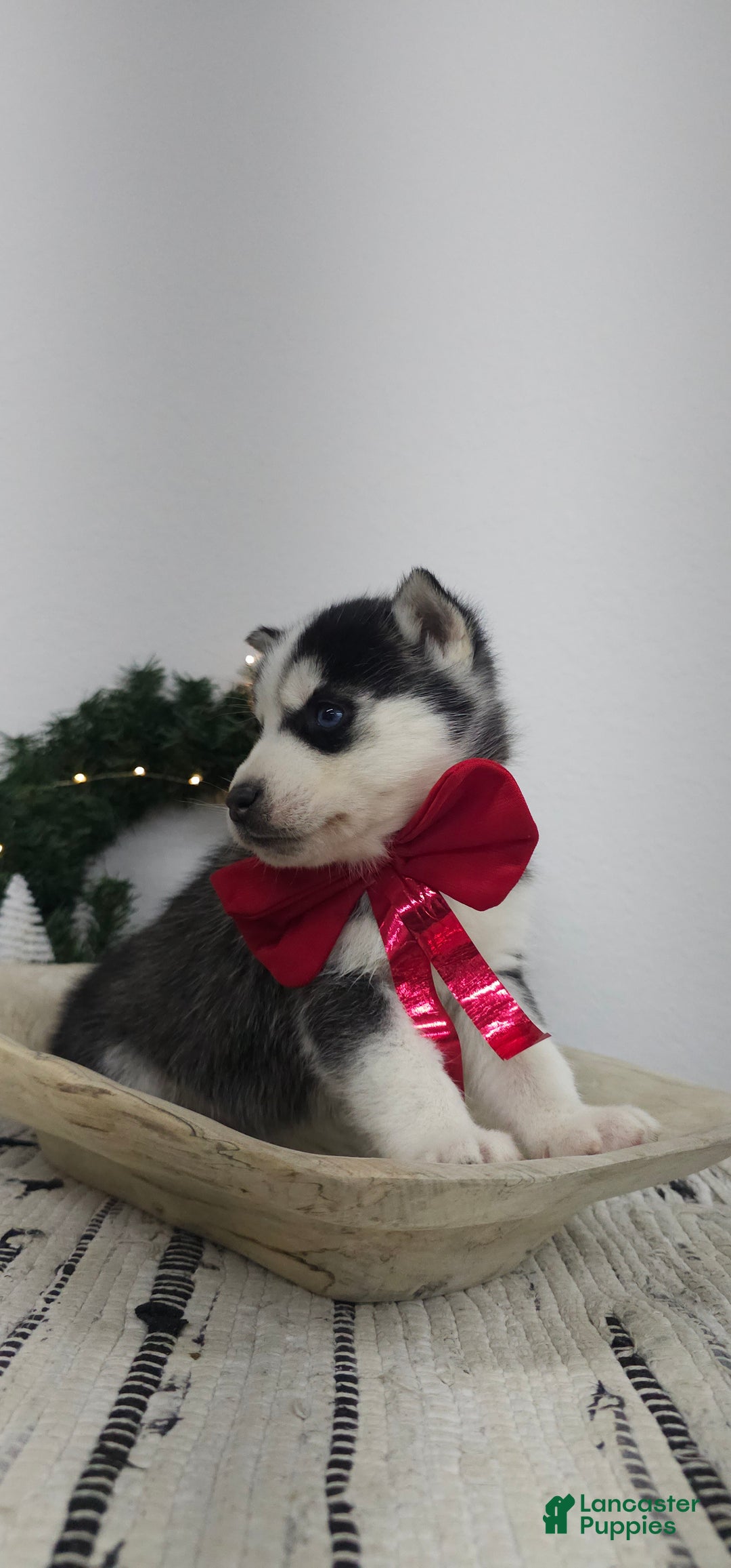 Siberian Husky dogs for sale: Albus - Ad 5