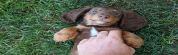 Miniature Dachshund dogs for sale: MARLEY - Ad 13
