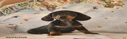 Dachshund dogs for sale: Blaze  - Ad 4