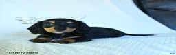 Miniature Dachshund dogs for sale: Calvin - Ad 3