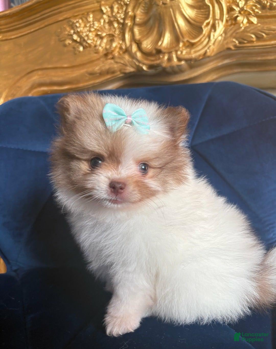 Pomeranian dogs for sale: Ciri - Ad 3