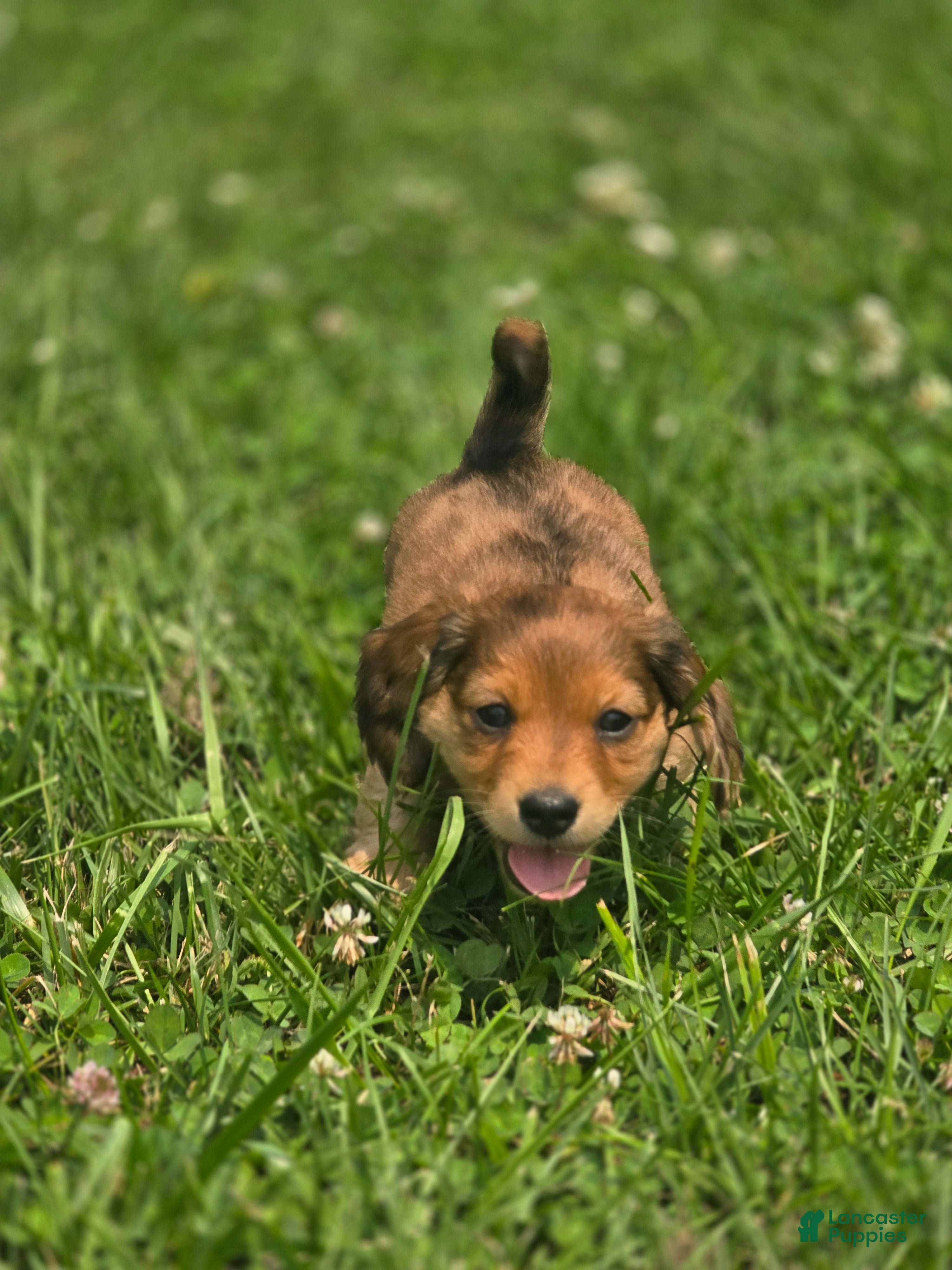 Miniature Dachshund dogs Deuce - Ad 1