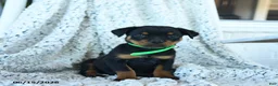 Rottweiler dogs for sale: Reb  - Ad 3