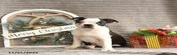Boston Terrier dogs for sale: King - Ad 1