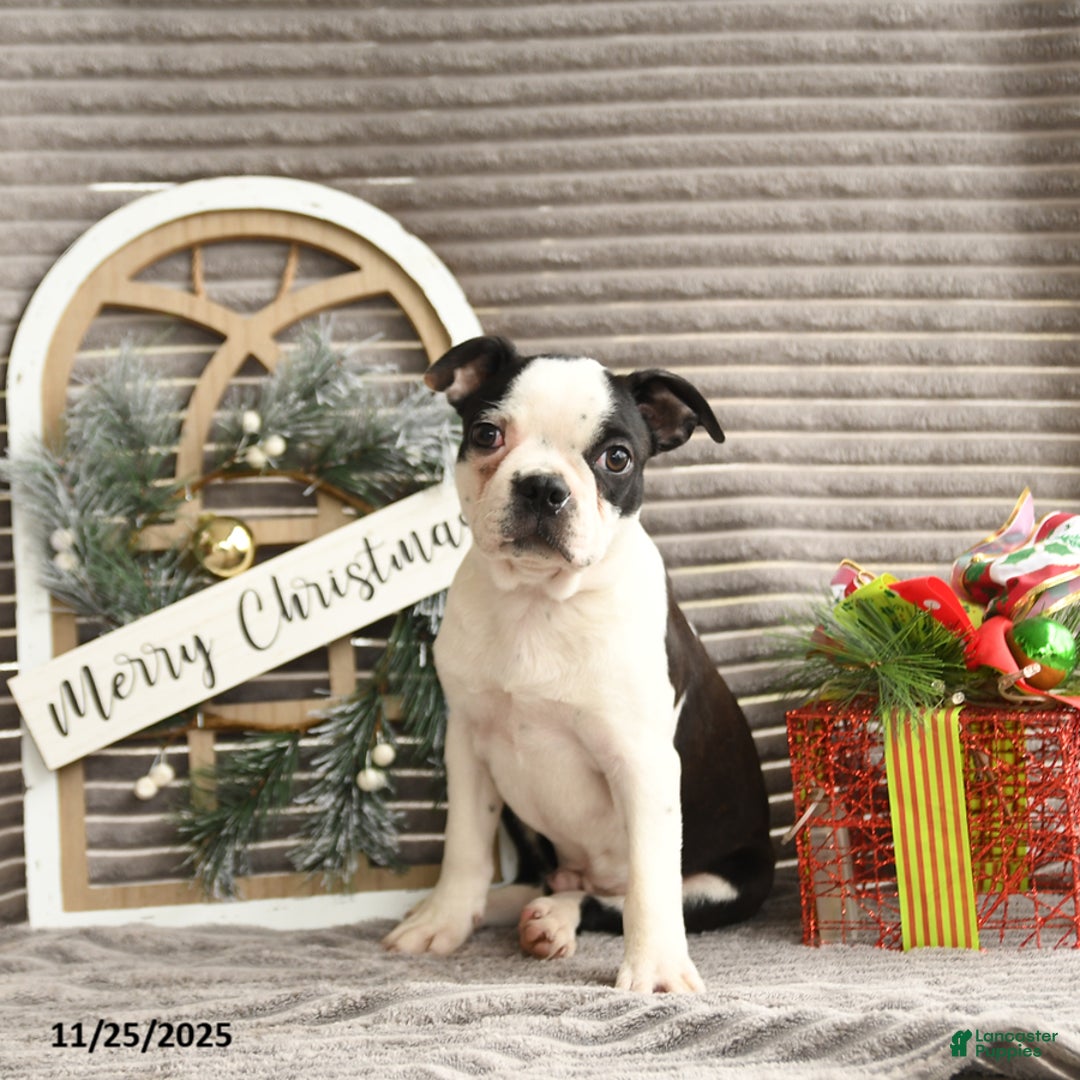 Boston Terrier dogs for sale: King - Ad 1