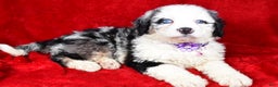 Mixed Breed dogs for sale: Candy - Ad 2