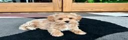 Havapoo dogs for sale: Havapoo Puppy 3 - Ad 11