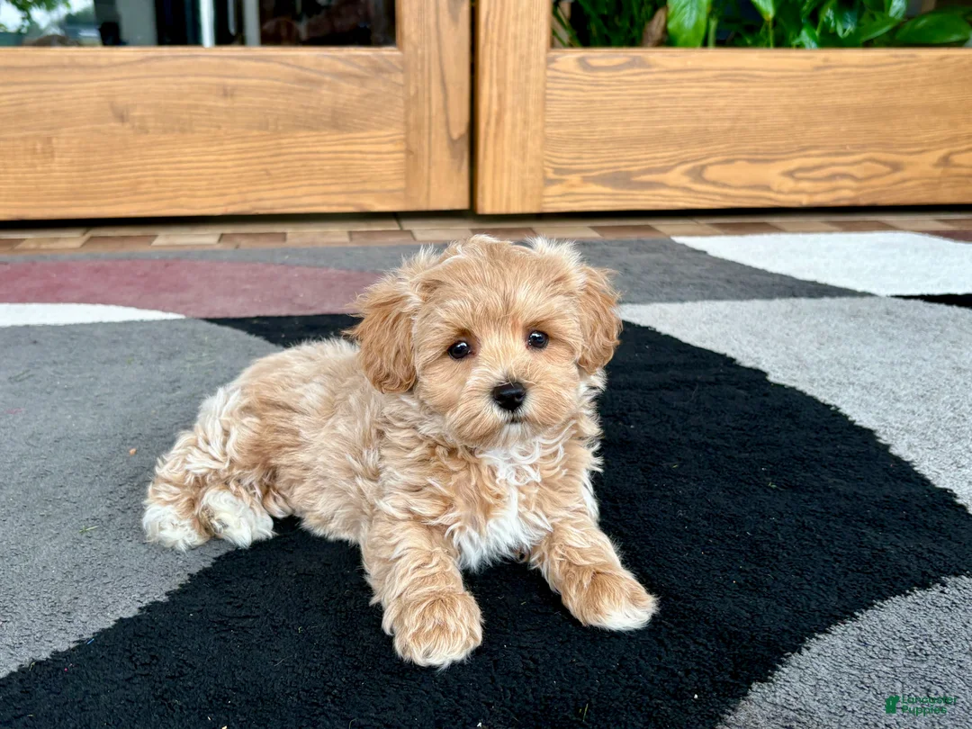 Havapoo dogs for sale: Havapoo Puppy 3 - Ad 11