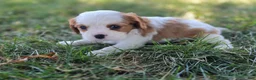 Cavalier King Charles Spaniel dogs for sale: Oscar - Ad 4