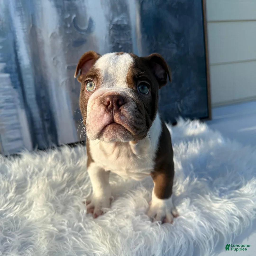 English Bulldog dogs for sale: English Bulldog 11 - Ad 2