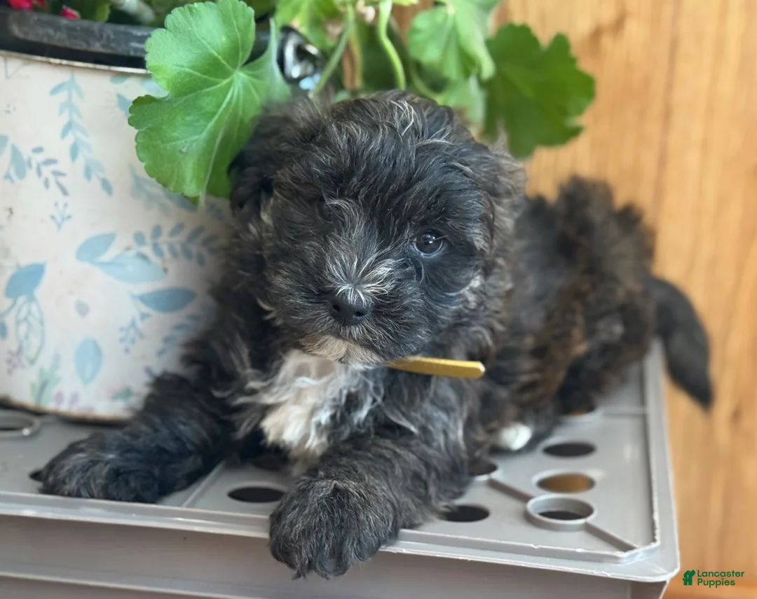 Morkie dogs for sale: Smoky - Ad 2