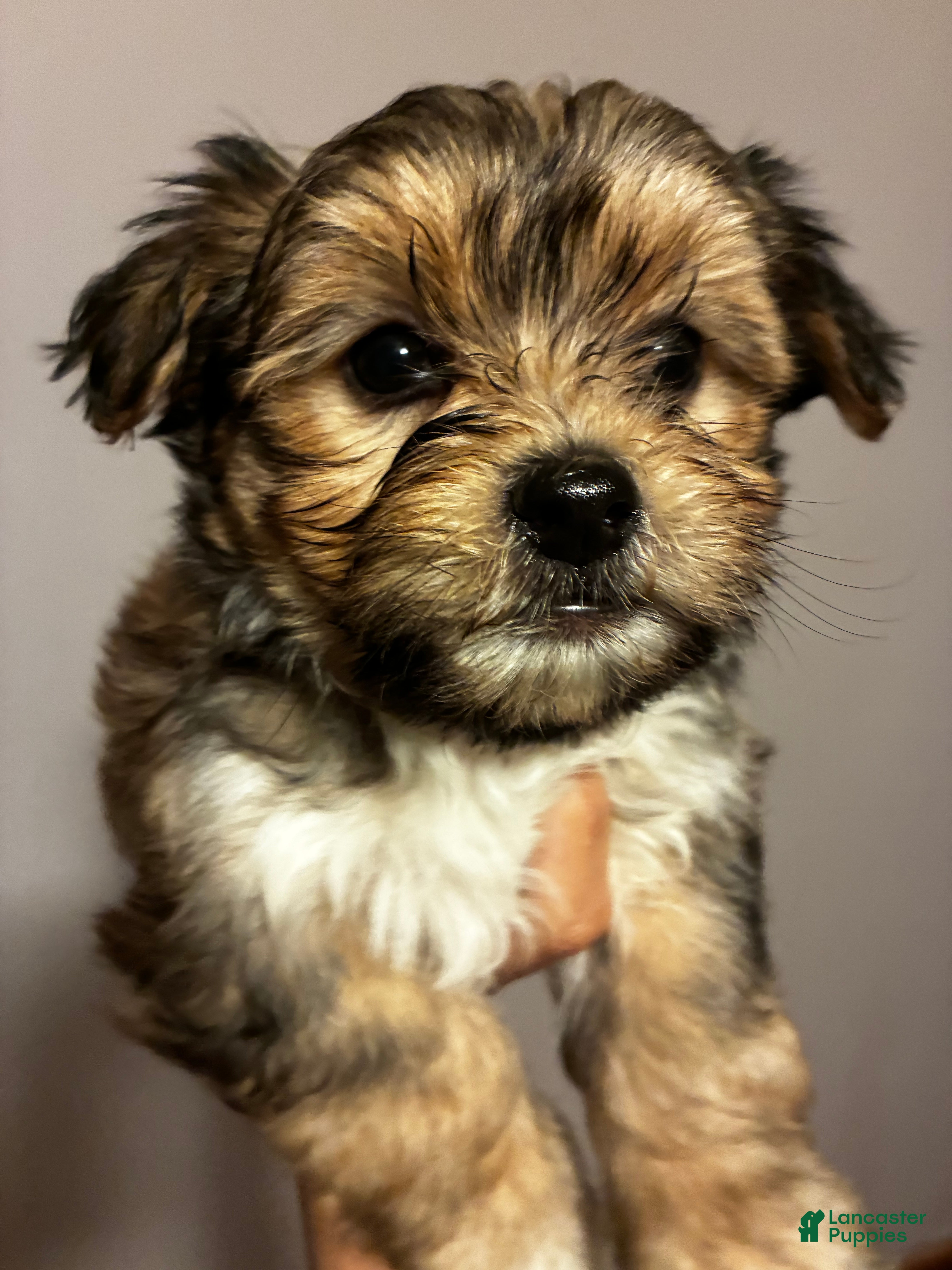 Bichon Frise dogs Havanese Puppy 2 - Ad 7
