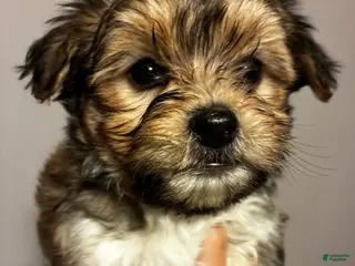 Bichon Frise dogs Havanese Puppy 2 - Ad 9