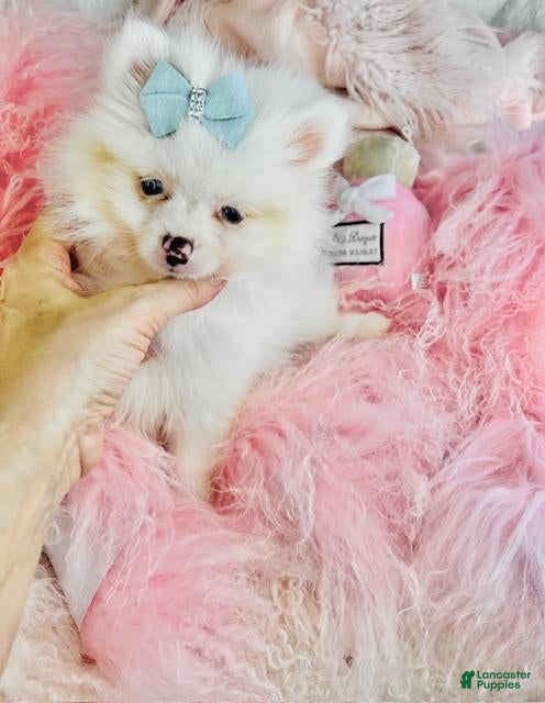 Pomeranian dogs Pomeranian Puppy 1 - Ad 1