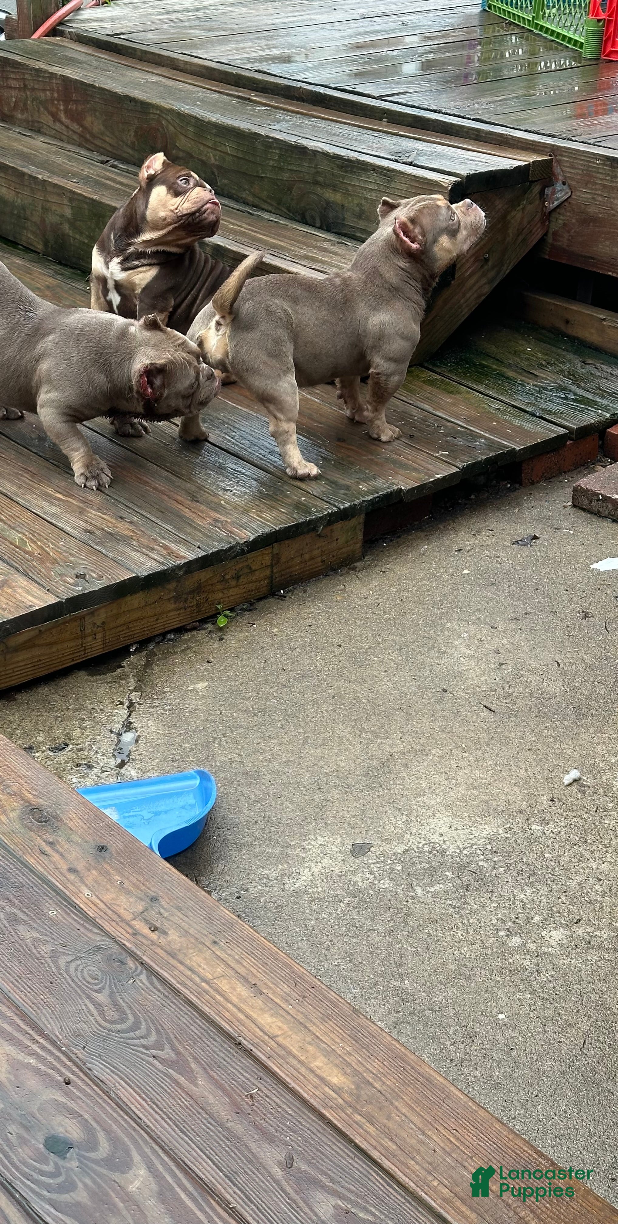 American Bully dogs Pinky - Ad 1