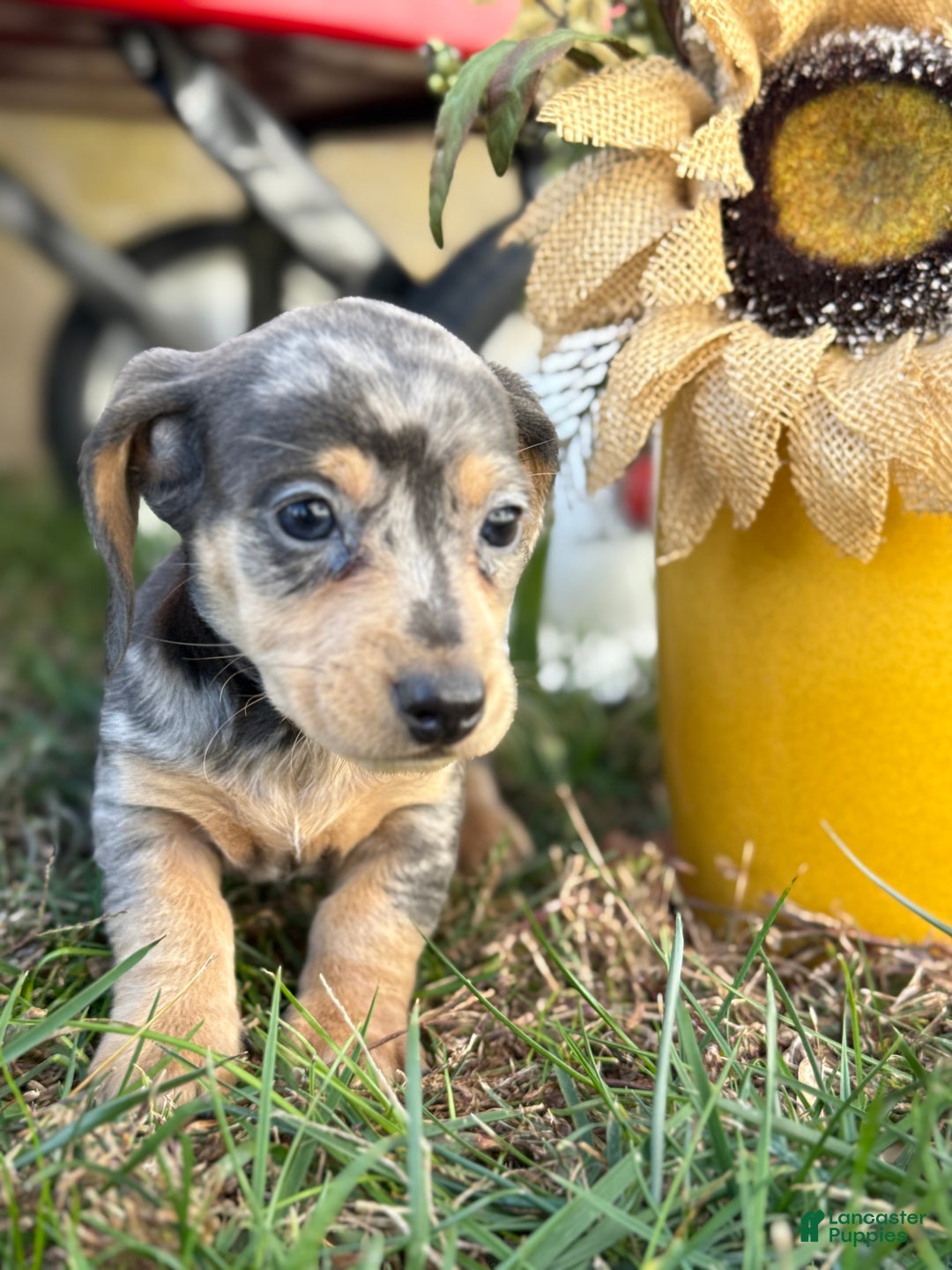 Miniature Dachshund dogs for sale: Coco - Ad 6