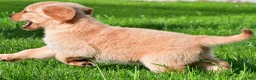 Golden Retriever dogs for sale: Theo - Ad 6